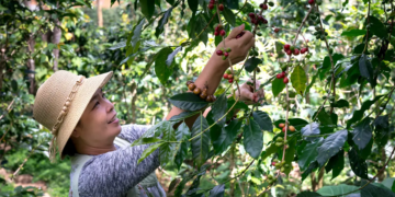 Cooperativa cafeicultora lidera ranking de sustentabilidade no agronegócio 2025