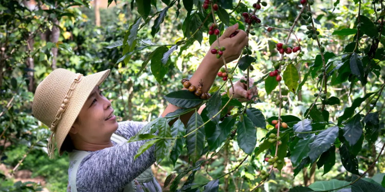 Cooperativa cafeicultora lidera ranking de sustentabilidade no agronegócio 2025 1 Cooperativa cafeicultora lidera ranking de sustentabilidade no agronegócio 2025
