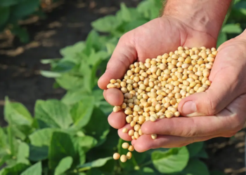 Cooperativa gaúcha integra as 100 maiores empresas do agronegócio pelo terceiro ano seguido