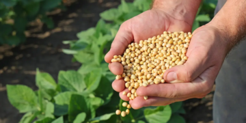 Cooperativa gaúcha integra as 100 maiores empresas do agronegócio pelo terceiro ano seguido