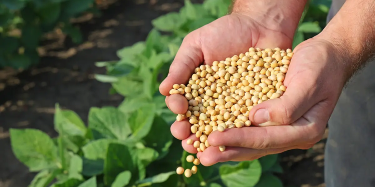 Cooperativa gaúcha integra as 100 maiores empresas do agronegócio pelo terceiro ano seguido