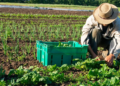 Mudanças climáticas: o desafio da resiliência no cooperativismo agro 7 Mudanças climáticas: o desafio da resiliência no cooperativismo agro