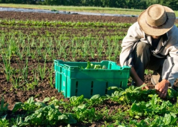 Mudanças climáticas: o desafio da resiliência no cooperativismo agro