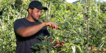 Cooperativa financeira apoia associados com bolsas para formação de técnicos agrícolas