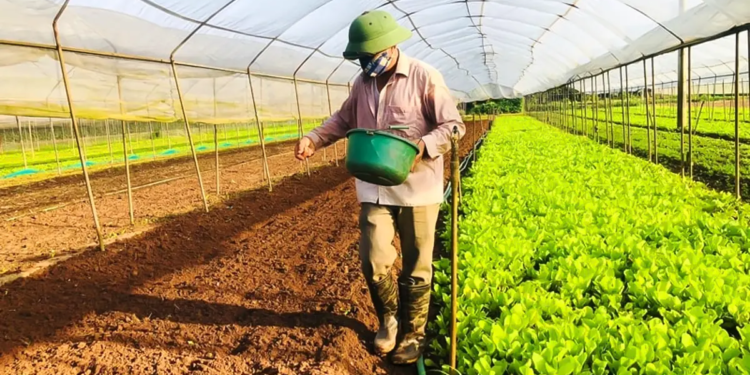 Cooperativas lideram transformação econômica em áreas rurais do Vietnã