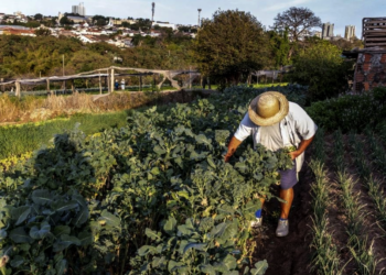 Agro paulista exporta US$ 4,14 bilhões para a União Europeia em 2025