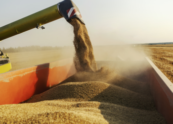 Cooperativas Frísia e Castrolanda firmam parceria para ampliar produção de sementes no Paraná