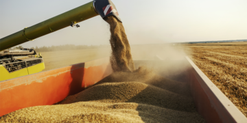 Cooperativas Frísia e Castrolanda firmam parceria para ampliar produção de sementes no Paraná