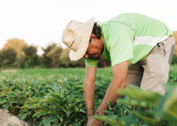 Cooperativas foram responsáveis por mais da metade do crédito rural no Espírito Santo 4 Cooperativas foram responsáveis por mais da metade do crédito rural no Espírito Santo