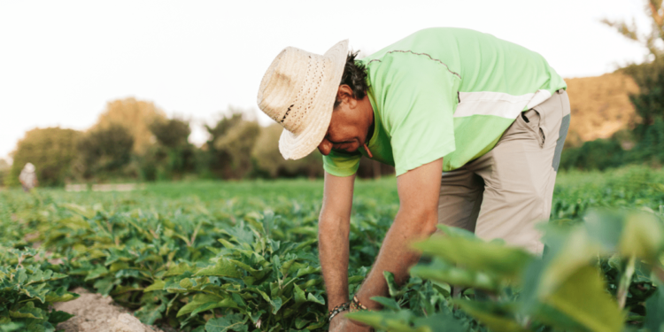 Cooperativas foram responsáveis por mais da metade do crédito rural no Espírito Santo