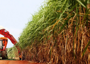 Como a Inteligência Artificial promete transformar moagem da cana e ampliar receita nas usinas