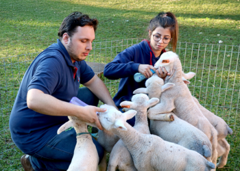 Cooperativa agroindustrial presta suporte técnico especializado a produtores 2 Cooperativa agroindustrial presta suporte técnico especializado a produtores