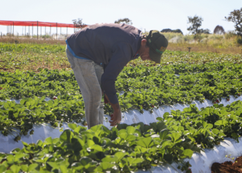 Cenário do agro em 2026 reforça a importância do crédito rural e da gestão financeira