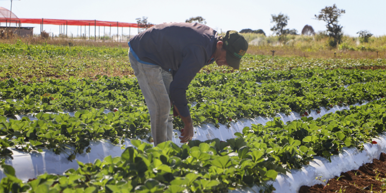 Cenário do agro em 2026 reforça a importância do crédito rural e da gestão financeira