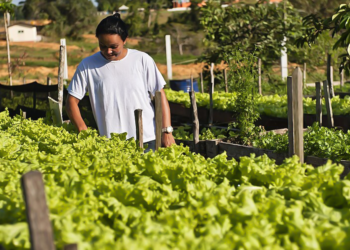 Cooperativa paraibana fortalece produção de hortaliças com apoio do Sebrae