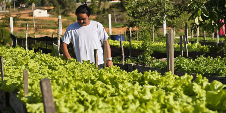 Cooperativa paraibana fortalece produção de hortaliças com apoio do Sebrae 1 Cooperativa paraibana fortalece produção de hortaliças com apoio do Sebrae