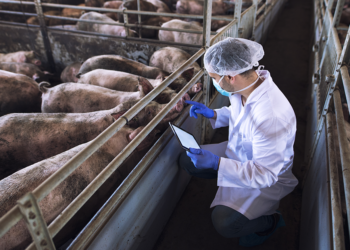 Automação e IA avançam no agro e ampliam produtividade em cooperativas 3 Automação e IA avançam no agro e ampliam produtividade em cooperativas