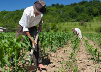 Serasa aponta desaceleração na inadimplência do agronegócio no 3º trimestre 2 Seguro Rural 1