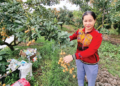 Cooperativas do Vietnã impulsionam exportação de frutas para mercados globais