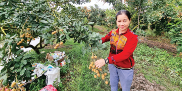 Cooperativas do Vietnã impulsionam exportação de frutas para mercados globais