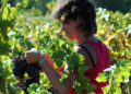 Vinicola