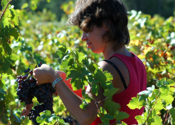 Cooperativa Vinícola Aurora aprova novo estatuto com avanços em compliance e ESG 2 Vinicola