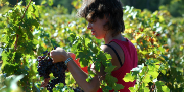 Cooperativa Vinícola Aurora aprova novo estatuto com avanços em compliance e ESG 10 Vinicola