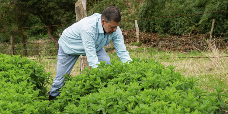 Reforma tributária amplia carga sobre o agro e expõe risco estrutural ao setor 1 Reforma tributária amplia carga sobre o agro e expõe risco estrutural ao setor