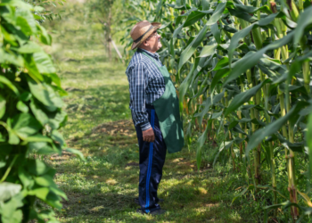 Biocombustível impulsiona atuação da agricultura familiar na Bahia