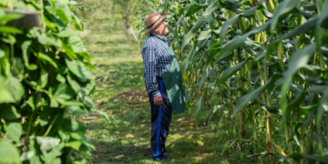Biocombustível impulsiona atuação da agricultura familiar na Bahia