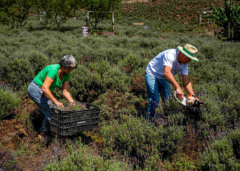 Cooperativa Sicredi Pioneira alcança marca de 10 mil associados no segmento agro 2 Cooperativa Sicredi Pioneira alcança marca de 10 mil associados no segmento agro