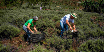 Cooperativa Sicredi Pioneira alcança marca de 10 mil associados no segmento agro 9 Cooperativa Sicredi Pioneira alcança marca de 10 mil associados no segmento agro