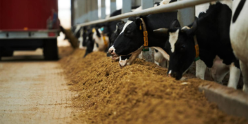 Ração brasileira terá nanonutrientes de cooperativa da Índia