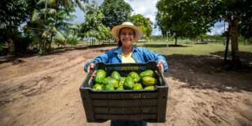 Cooperativa COAFRA consolida crescimento e gera renda para a agricultores paraenses