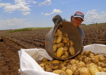 Agronegócio bateu recorde de empregos no terceiro trimestre de 2025 2 Agronegócio bateu recorde de empregos no terceiro trimestre de 2025
