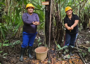 Cooperativas femininas impulsionam a bioeconomia dos óleos na Amazônia 2 Cooperativas femininas impulsionam a bioeconomia dos óleos na Amazônia
