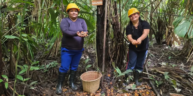 Cooperativas femininas impulsionam a bioeconomia dos óleos na Amazônia