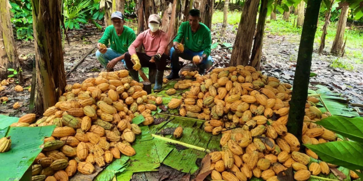 Edital do Fundo Amazônia destina R$ 80 milhões a cooperativas e associações da Amazônia Legal