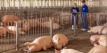 Cooperativa Aurora amplia investimentos e destina R$ 1,1 bilhão à expansão em 2026