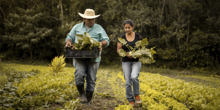BNDES já aprovou R$ 7,2 bi para produtores rurais impactados por eventos climáticos