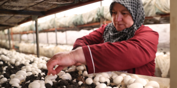 Cooperativas de crédito ganham espaço com foco no desenvolvimento regional