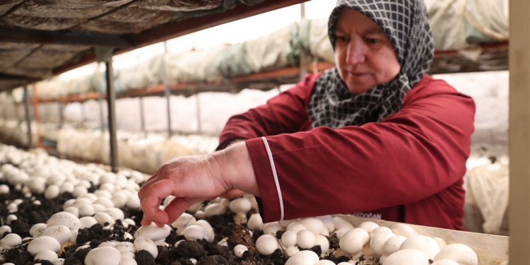 Cooperativas de crédito ganham espaço com foco no desenvolvimento regional