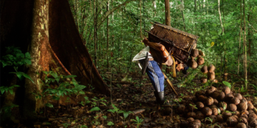 Pesquisa inédita revela perfil e desafios das cooperativas da agricultura familiar na Amazônia 8 Pesquisa inédita revela perfil e desafios das cooperativas da agricultura familiar na Amazônia