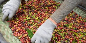 Sistema cooperativo Sicoob aplica R$ 1,96 bi e assume liderança no crédito rural do Espírito Santo 8 Sistema cooperativo Sicoob aplica R$ 1,96 bi e assume liderança no crédito rural do Espírito Santo