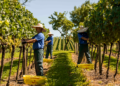 Cooperativa Vinícola Aurora completa 95 anos com faturamento recorde de R$ 874 milhões
