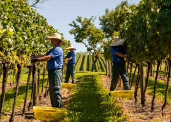 Cooperativa Vinícola Aurora completa 95 anos com faturamento recorde de R$ 874 milhões 2 Cooperativa Vinícola Aurora completa 95 anos com faturamento recorde de R$ 874 milhões