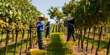 Cooperativa Vinícola Aurora completa 95 anos com faturamento recorde de R$ 874 milhões