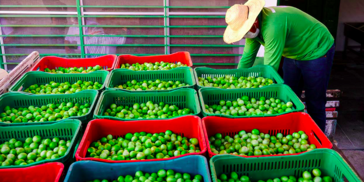 Projeto entre PNUD e Sistema Oceb impulsiona competitividade das cooperativas baianas