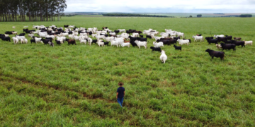 Agro cresce 11,7% e lidera avanço da economia brasileira em 2025