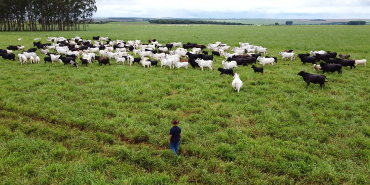 Agro cresce 11,7% e lidera avanço da economia brasileira em 2025
